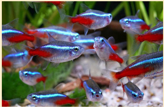 Аквариум для школьника: волшебное свечение неонов