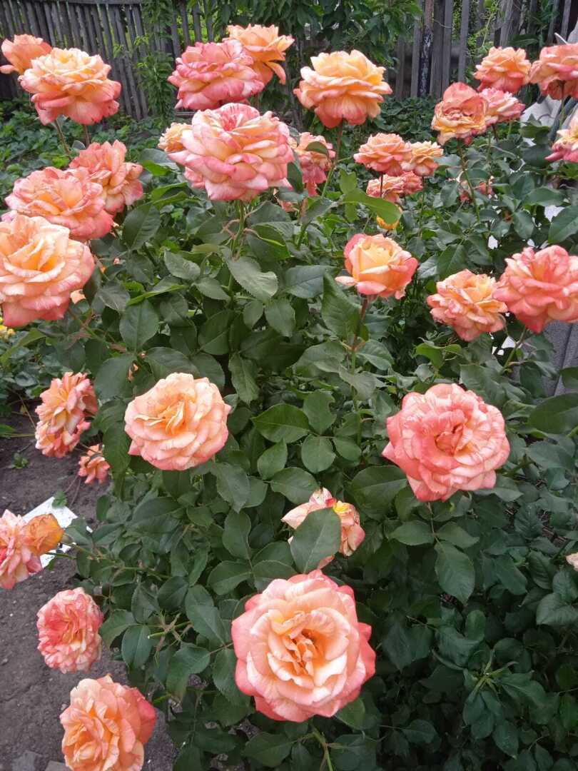 Про мой любимый колючий и красивый апельсин: история о моих апельсинах на даче