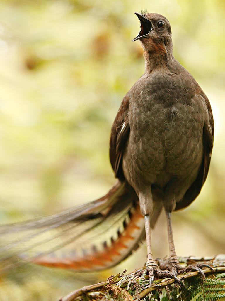 Lyrebird учится аварийной тревоге после того, как непроницаемый для львов забор Таронги вышел из строя