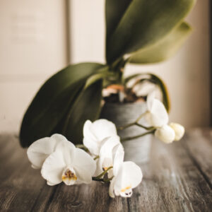 Орхидеи на цвету: секреты изобильного цветения