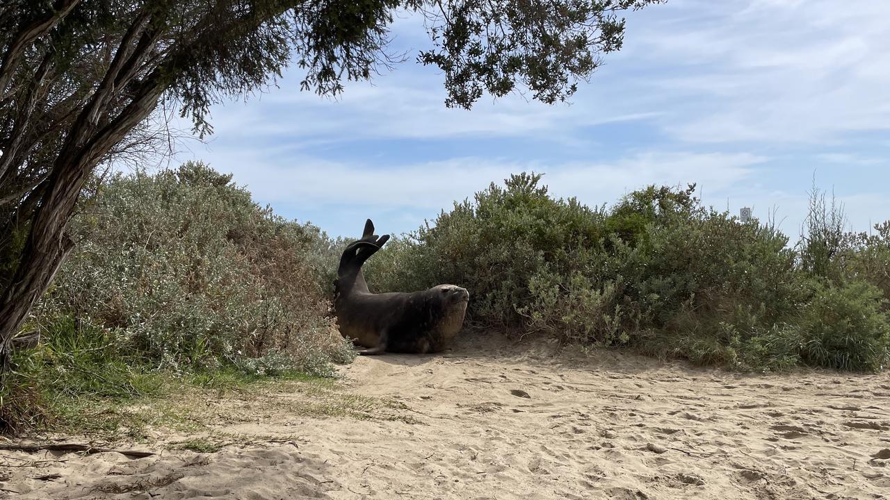 Южный морской слон Генри посещает викторианские приморские города