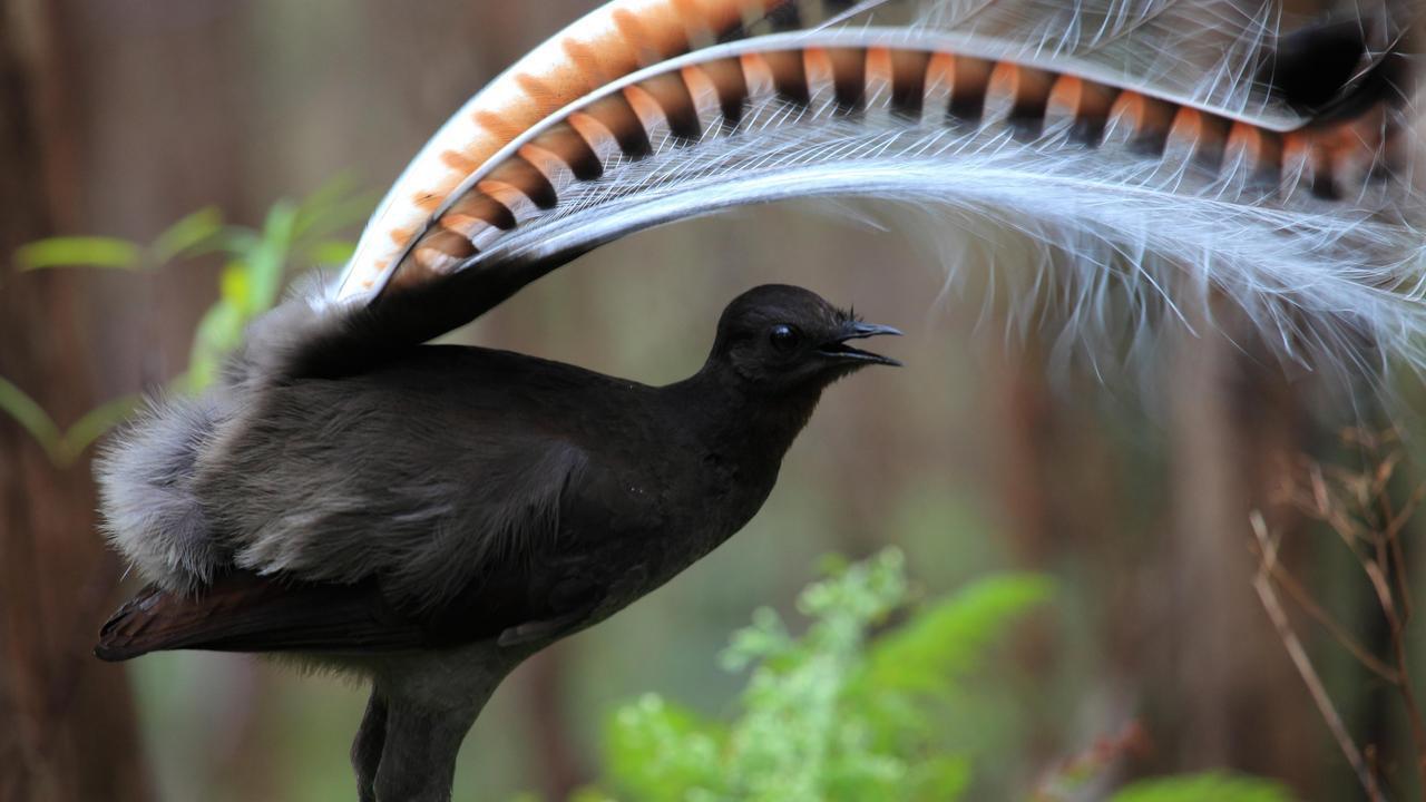 Lyrebird учится аварийной тревоге после того, как непроницаемый для львов забор Таронги вышел из строя