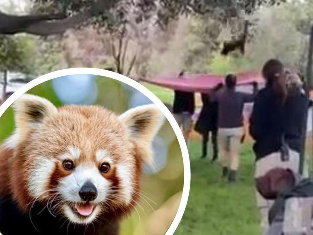 Красная панда Рави оказалась в безопасности, так как пушистый красный хвост был замечен на смоковнице