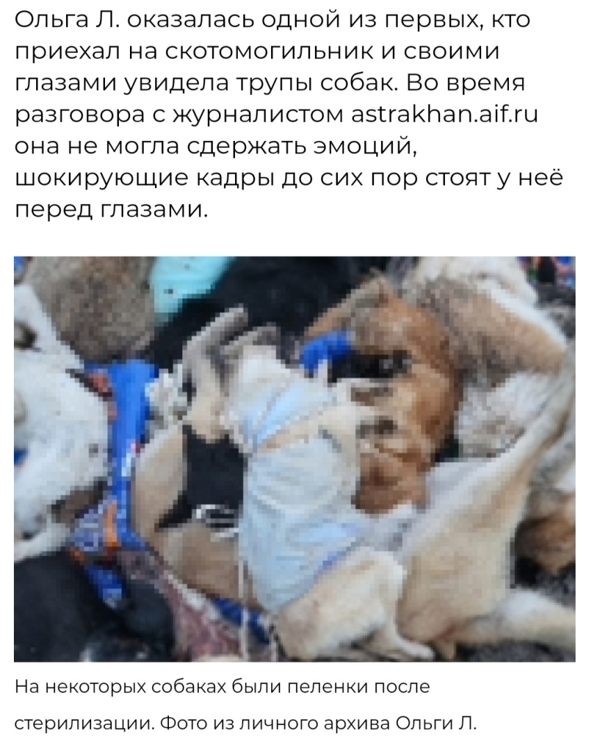 К слову об астраханских собаках-убийцах Строго 18+