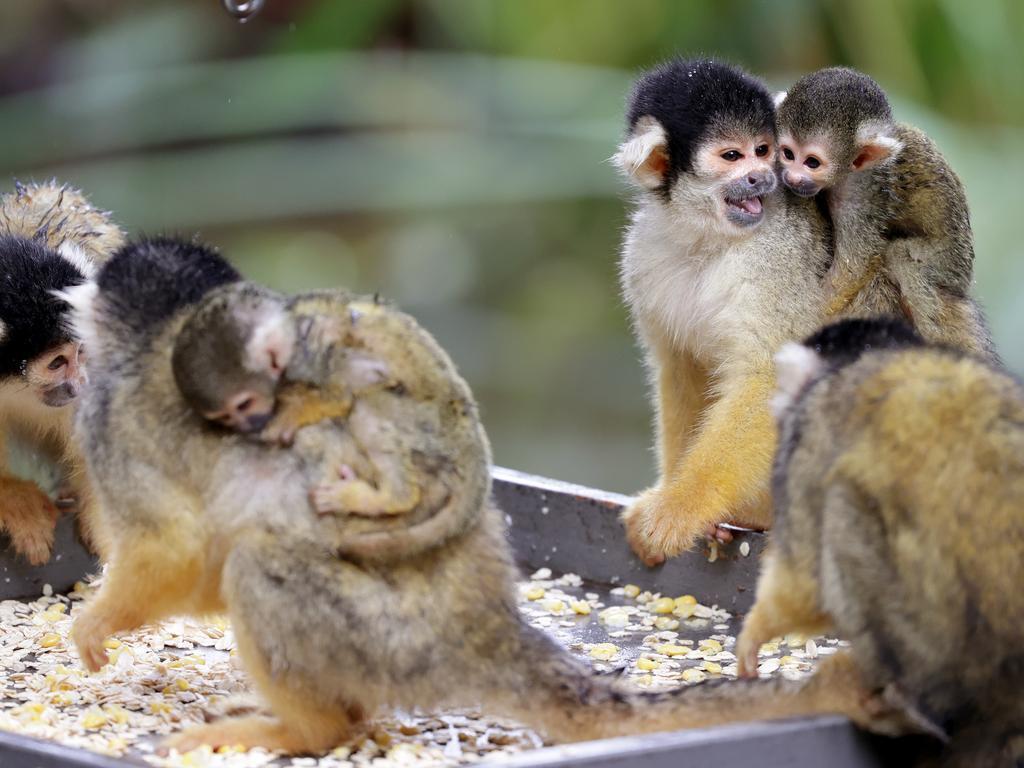 В сиднейском зоопарке Таронга родились шесть милых беличьих обезьян.