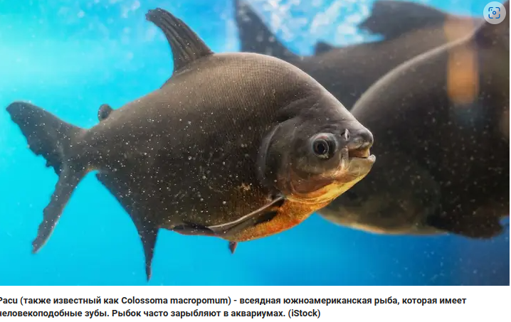 Подросток из Южной Каролины поймал рыбу Паку, похожую на пиранью и напомнил рыбнадзору, что выпускать ее в водоемы запрещено