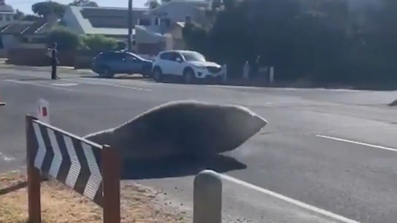 Южный морской слон Генри посещает викторианские приморские города