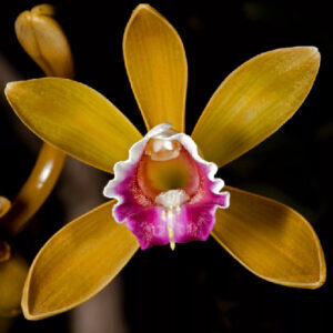 Эфирные масла орхидеи против старения