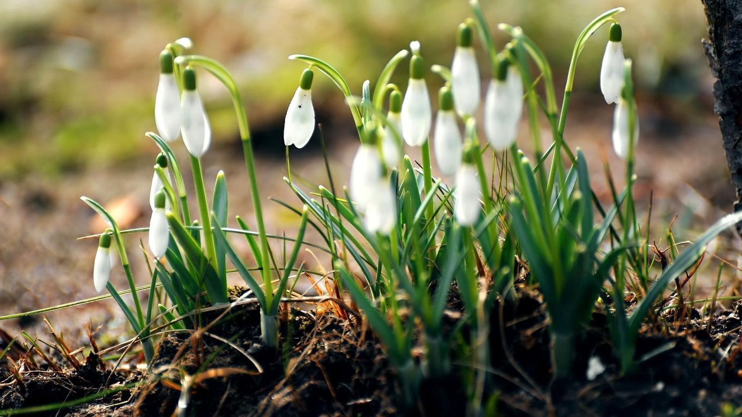 Штрафы за незаконную продажу подснежников и других редких диких растений