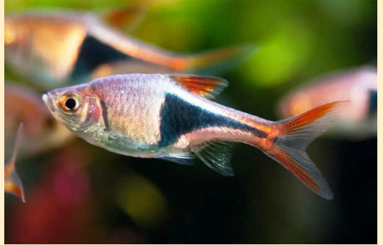 Очаровательные малыши в аквариуме — расборы