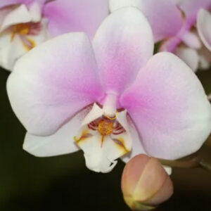 Эфирные масла орхидеи против старения