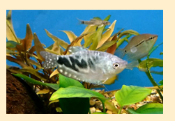 Разнообразные рыбки гурами для первого аквариума