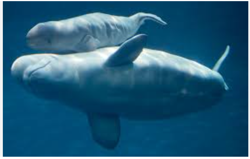 Как вскармливают своих детенышей киты.