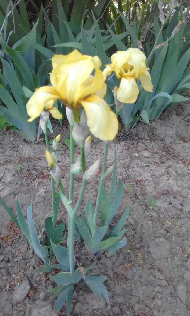 Желтые краски весны, лета и осени. Смотрим и наслаждаемся.