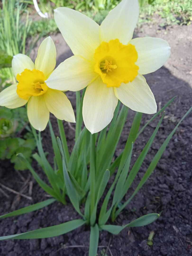Желтые краски весны, лета и осени. Смотрим и наслаждаемся.