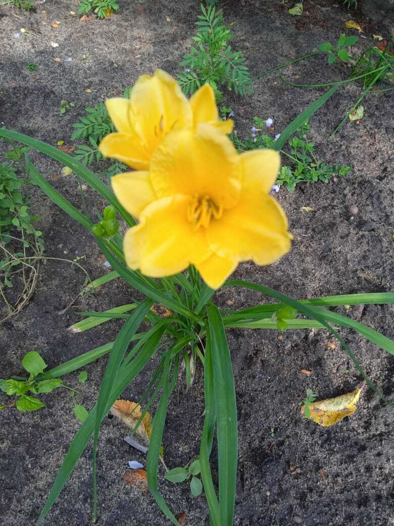 Желтые краски весны, лета и осени. Смотрим и наслаждаемся.