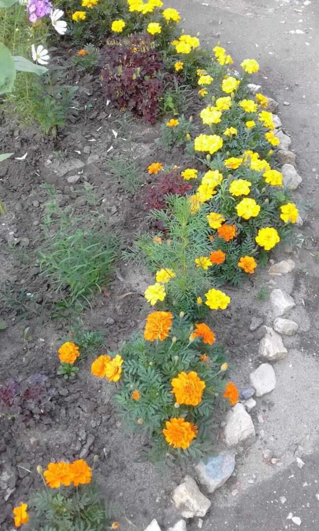 Желтые краски весны, лета и осени. Смотрим и наслаждаемся.