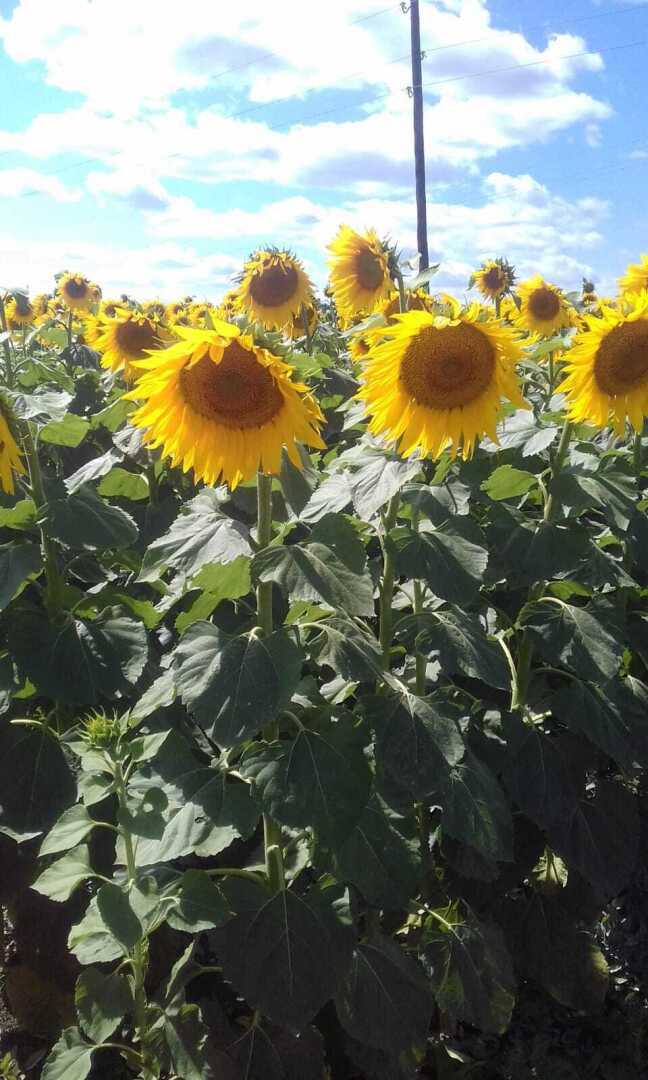 Желтые краски весны, лета и осени. Смотрим и наслаждаемся.