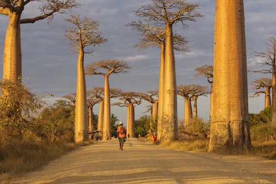 Баобаб - интересные факты.