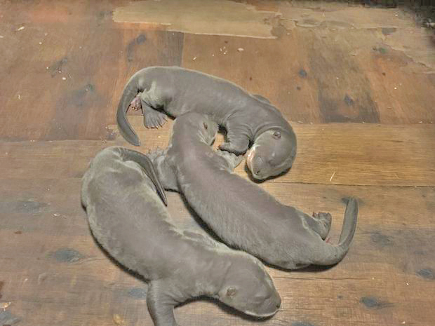 Редкое трио гигантских выдр родилось в парке дикой природы