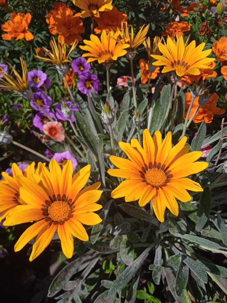 Желтые краски весны, лета и осени. Смотрим и наслаждаемся.