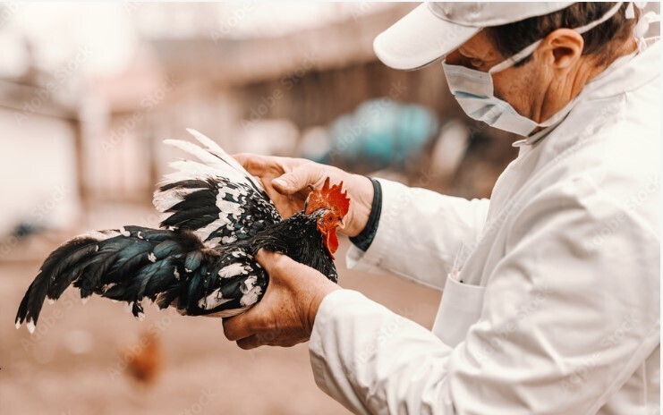 Китай: зарегистрирован первый случай смерти от птичьего гриппа H3N8