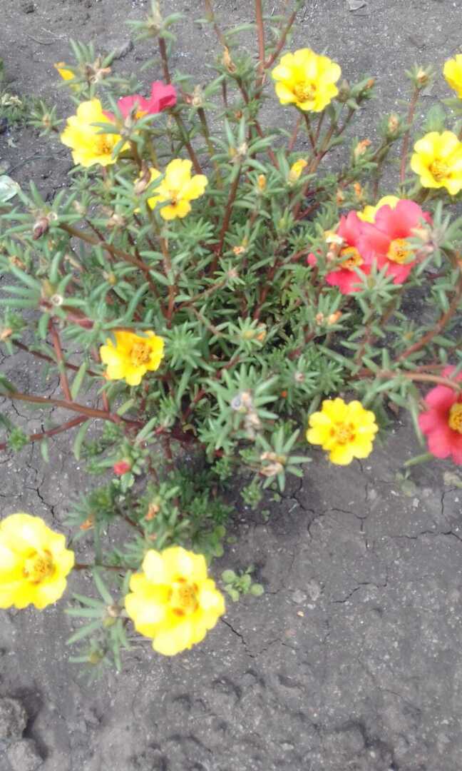 Желтые краски весны, лета и осени. Смотрим и наслаждаемся.