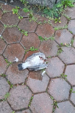 Охотники за привидениями призывают женщину покинуть «дом с привидениями» после «демонических царапин» при экзорцизме