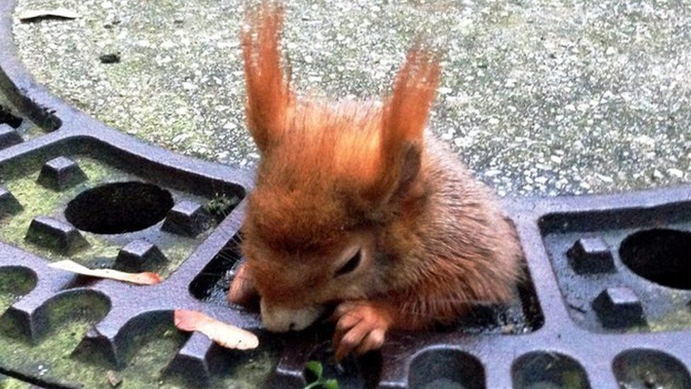 В Германии из-под крышки люка освободили «несговорчивую» белку