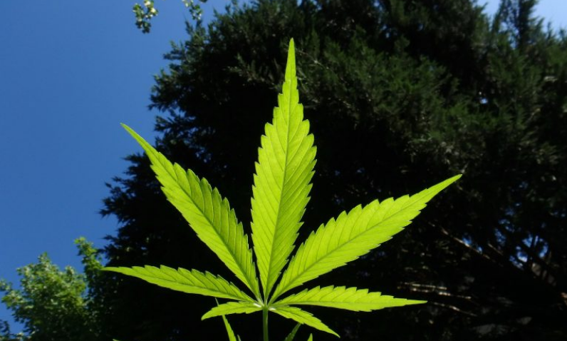 Германия: законопроект в пользу частного использования каннабиса