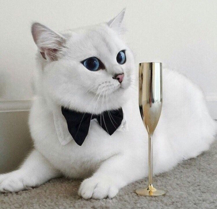 История о том,как Пушистик обрёл друзей