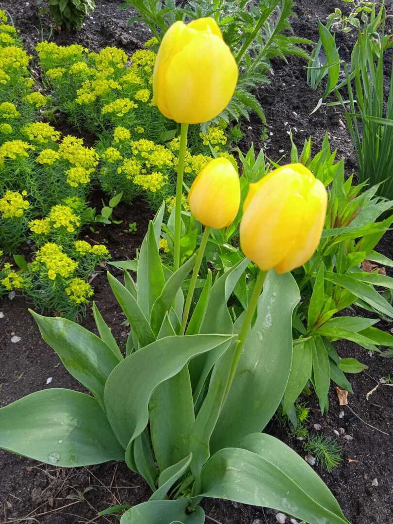 Желтые краски весны, лета и осени. Смотрим и наслаждаемся.