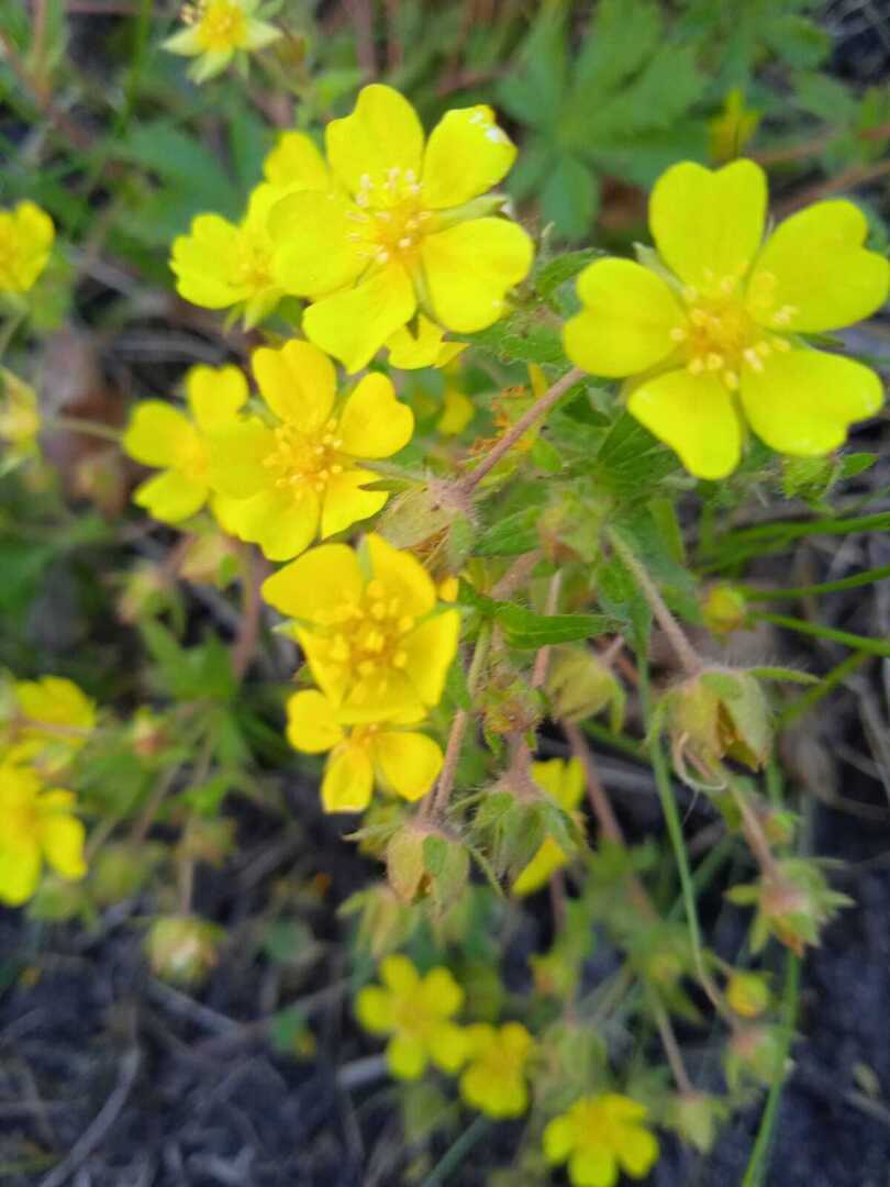 Желтые краски весны, лета и осени. Смотрим и наслаждаемся.