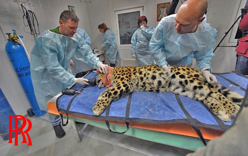 В зоопарке Цинциннати нашли одичавшую кошку, в крови которой жил кокаин