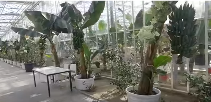 В Центральной Азии есть единственная страна, где выращивают бананы