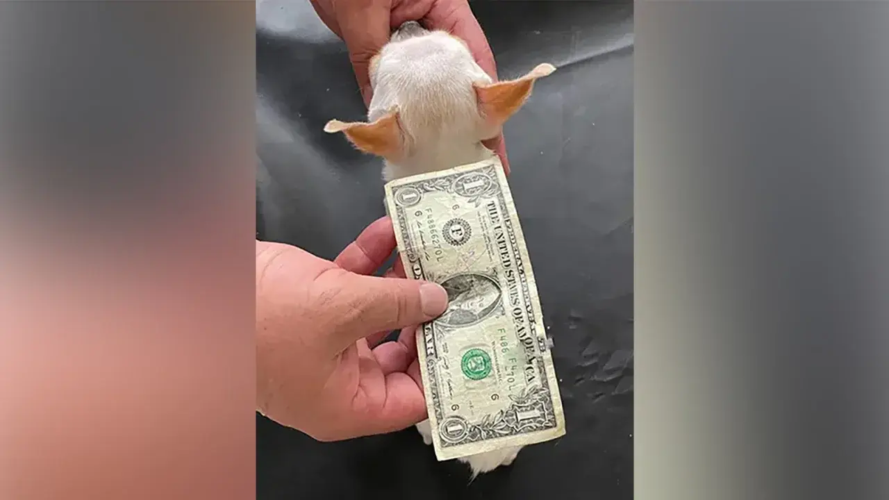 Познакомьтесь с карманной милашкой, самой низкорослой собакой в мире