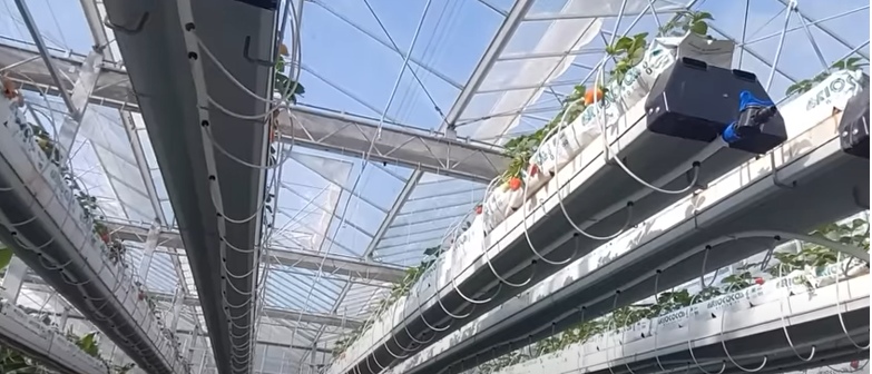 В Центральной Азии есть единственная страна, где выращивают бананы