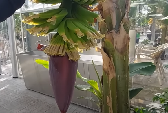 В Центральной Азии есть единственная страна, где выращивают бананы