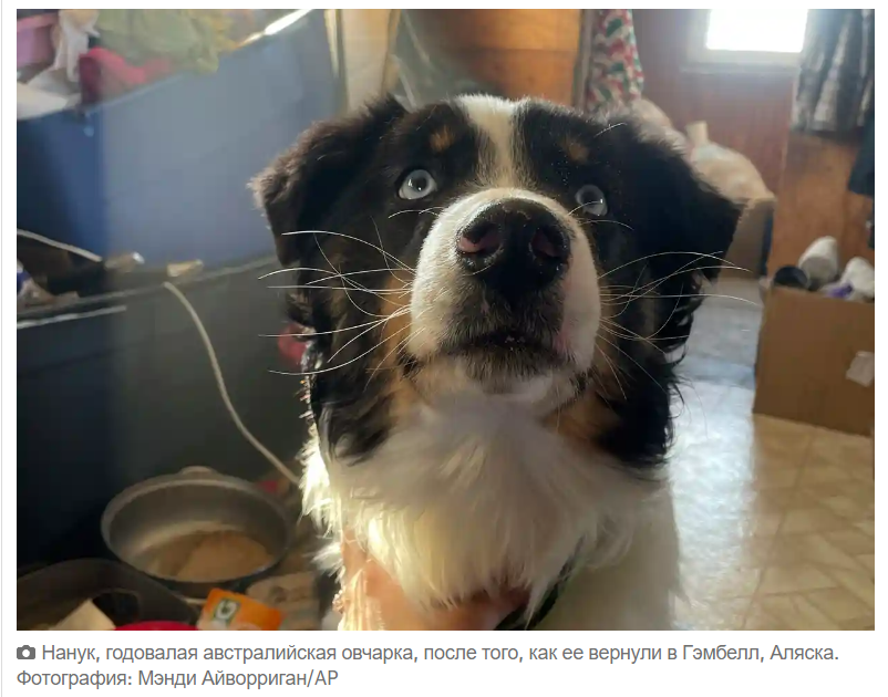 Потерявшийся пёс Нанук вернулся домой после 241-километрового приключения по морскому льду Аляски