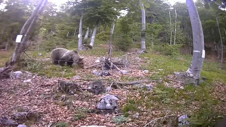 Что делать с медведями-убийцами? Споры разгораются в Италии