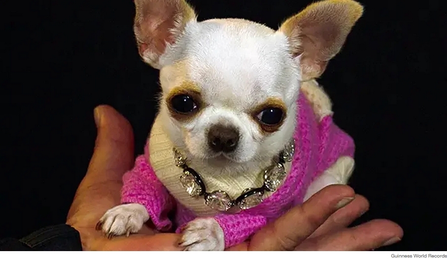Познакомьтесь с карманной Перл, самой короткой в мире собакой