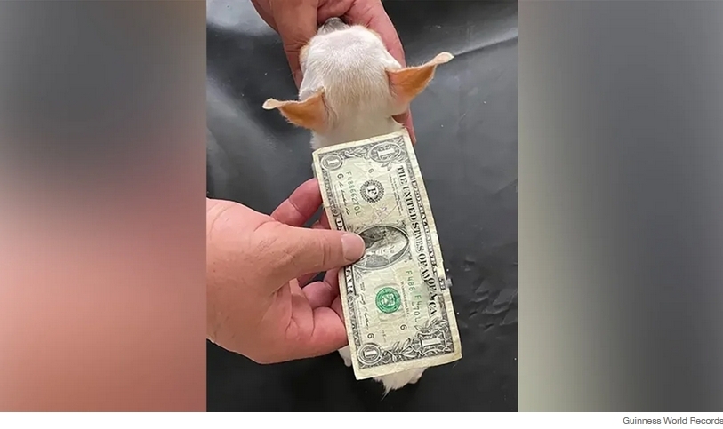 Познакомьтесь с карманной Перл, самой короткой в мире собакой