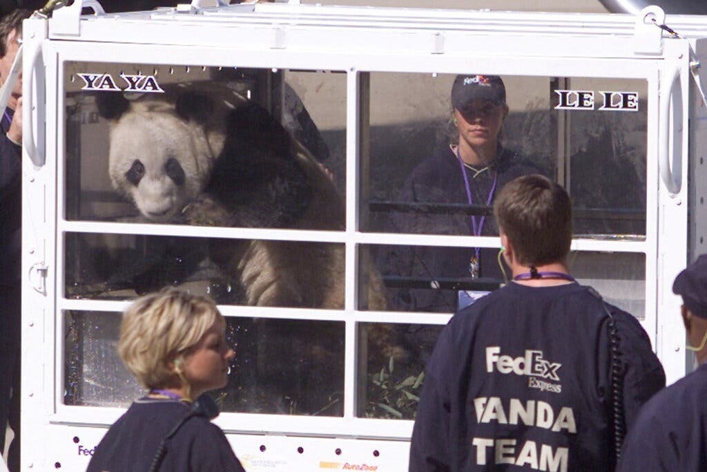 Панда возвращается домой, и ее китайские поклонники говорят, что пора.