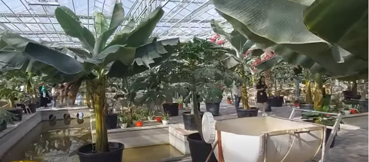 В Центральной Азии есть единственная страна, где выращивают бананы