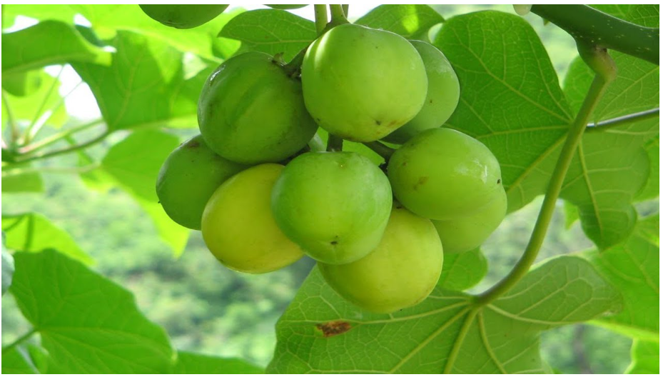 Дерево смерти!