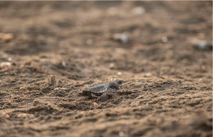 Уход за домашней черепахой: как сохранить черепаху в неволе здоровой и счастливой