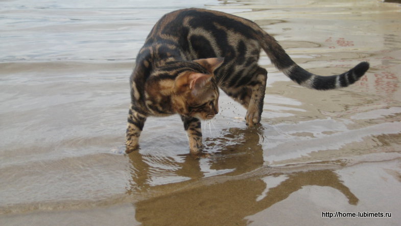 Только кошки!