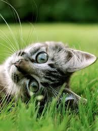 Кошка проехала 280 миль, чтобы вернуться к своей семье