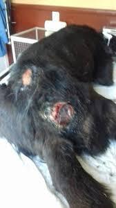 Жестокое обращение с животными