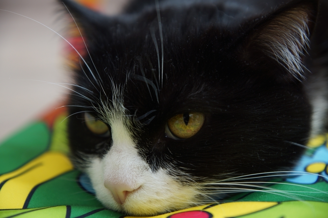 Дневник самоубийцы. Или как Я стал Котом.